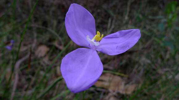 Plancia ëd Patersonia glabrata R. Br.