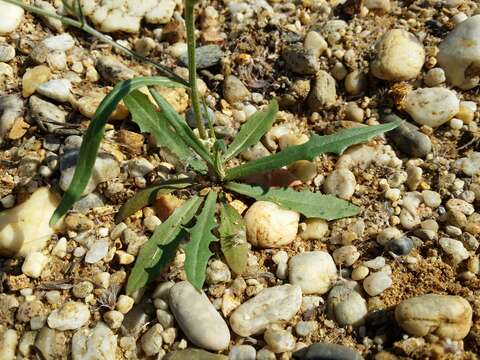 Image of narrowleaf hawksbeard