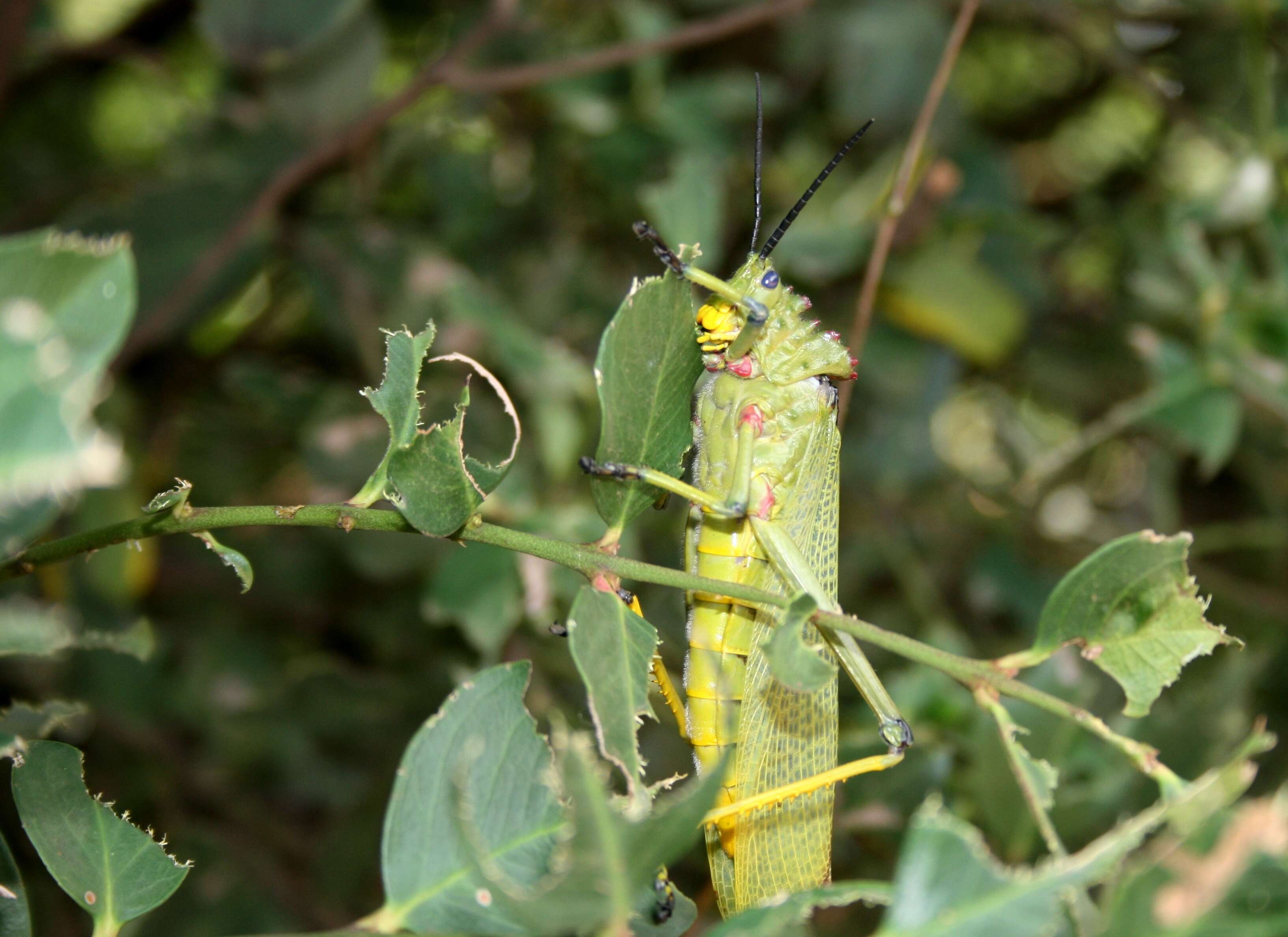 Plancia ëd Phymateus (Phymateus) viridipes Stål 1873