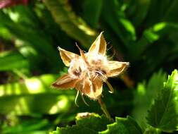 Imagem de Hibiscus phoeniceus Jacq.