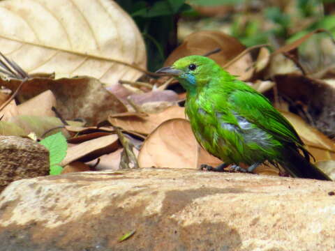 Image of Golden-fronted Leafbird