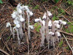 Image of Indian Pipe