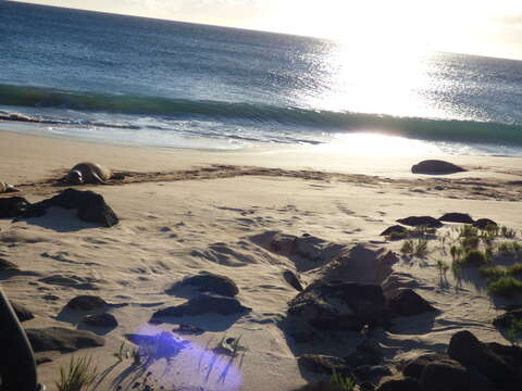 Image of Hawaiian Monk Seal