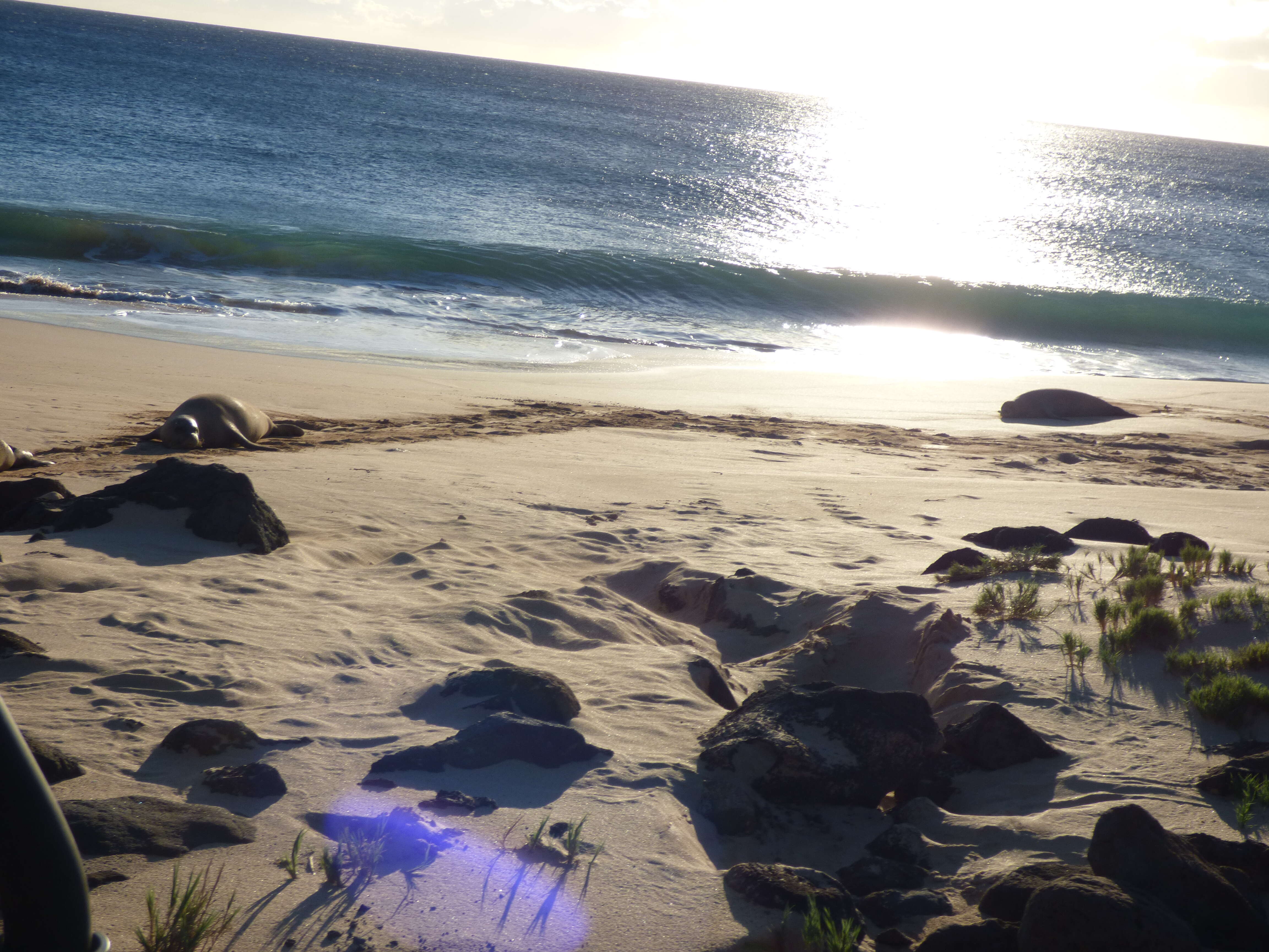 Image of Hawaiian Monk Seal