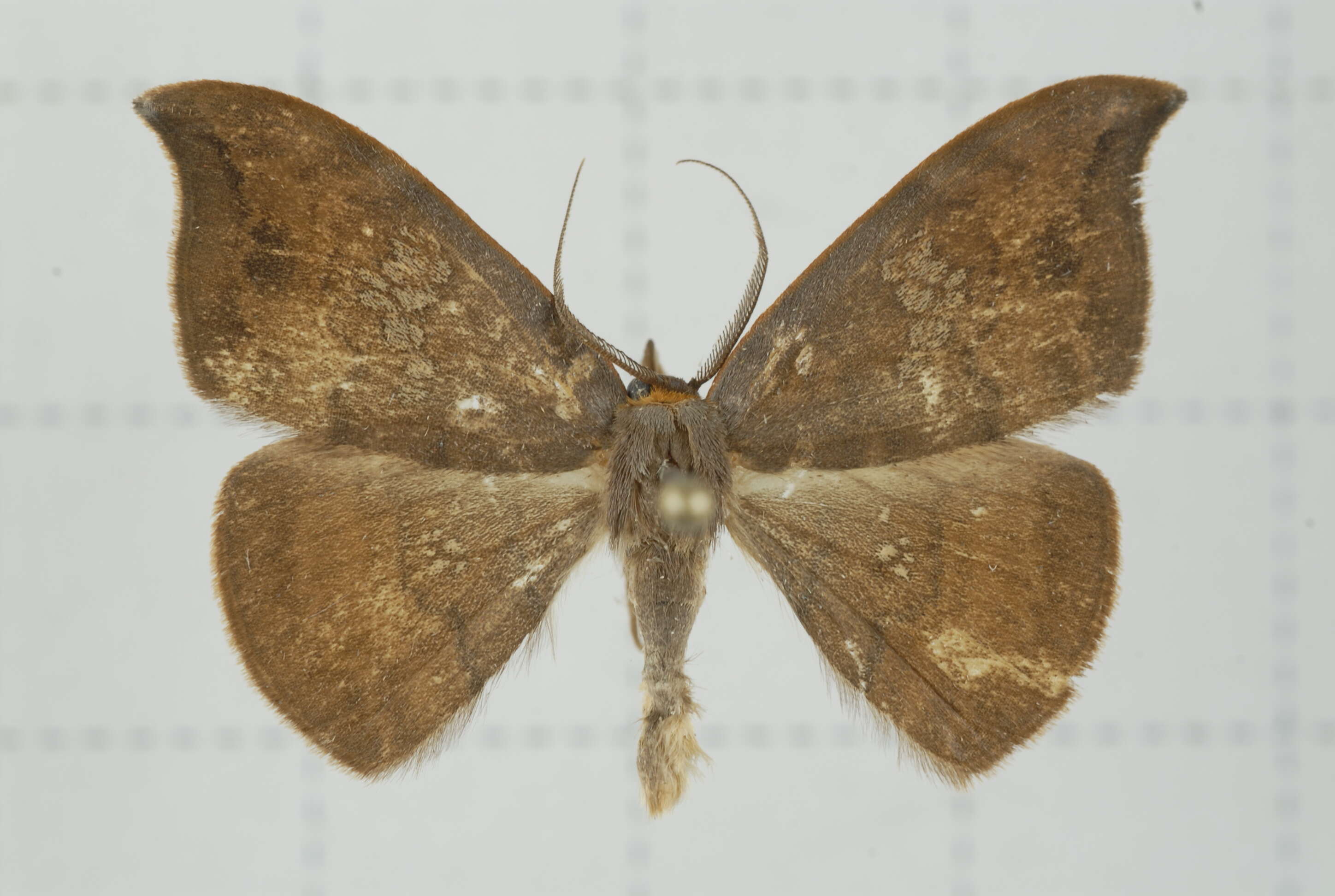 Image of Agnidra scabiosa Butler 1877