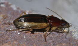 Image of Agonum (Olisares) pallipes (Fabricius 1787)