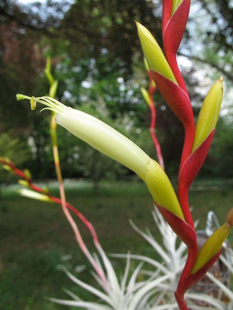 Imagem de Tillandsia albida Mez & Purpus