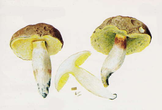 Image of boletes