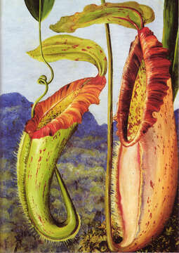 Image of Pitcher plant