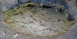 Image of banded sea hare