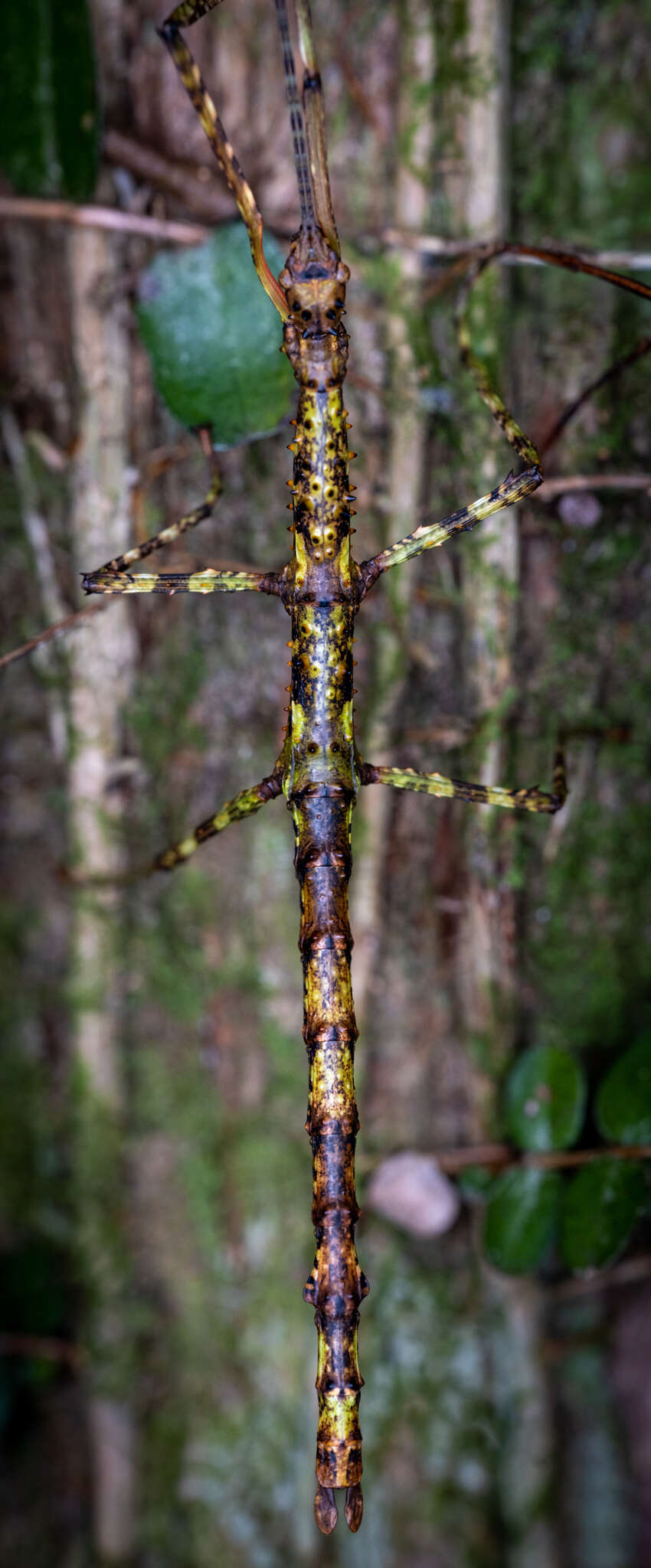 Image of Acanthoxyla prasina (Westwood 1859)