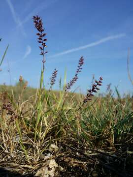 Image of stalked bur grass