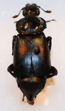 Image of Nicrophorus (Nicrophorus) sayi (Laporte de Castelnau 1840)