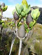 Image of Leucadendron immoderatum Rourke