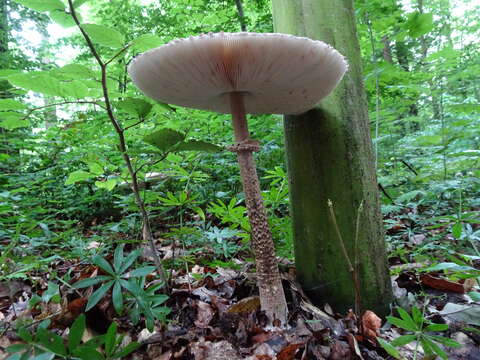 Image of Macrolepiota procera (Scop.) Singer 1948