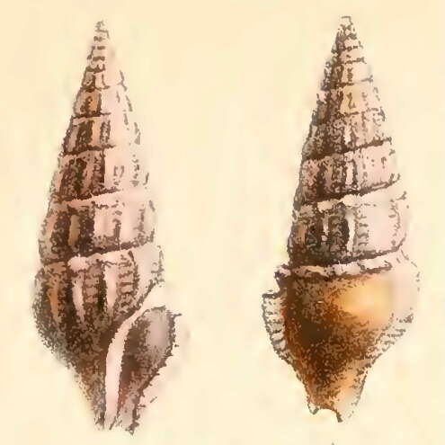 Image of Agladrillia rhodochroa (Dautzenberg 1900)