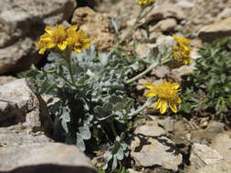 Jacobaea incana (L.) Veldkamp的圖片