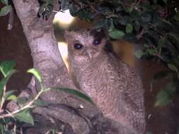 Image of Collared Scops Owl