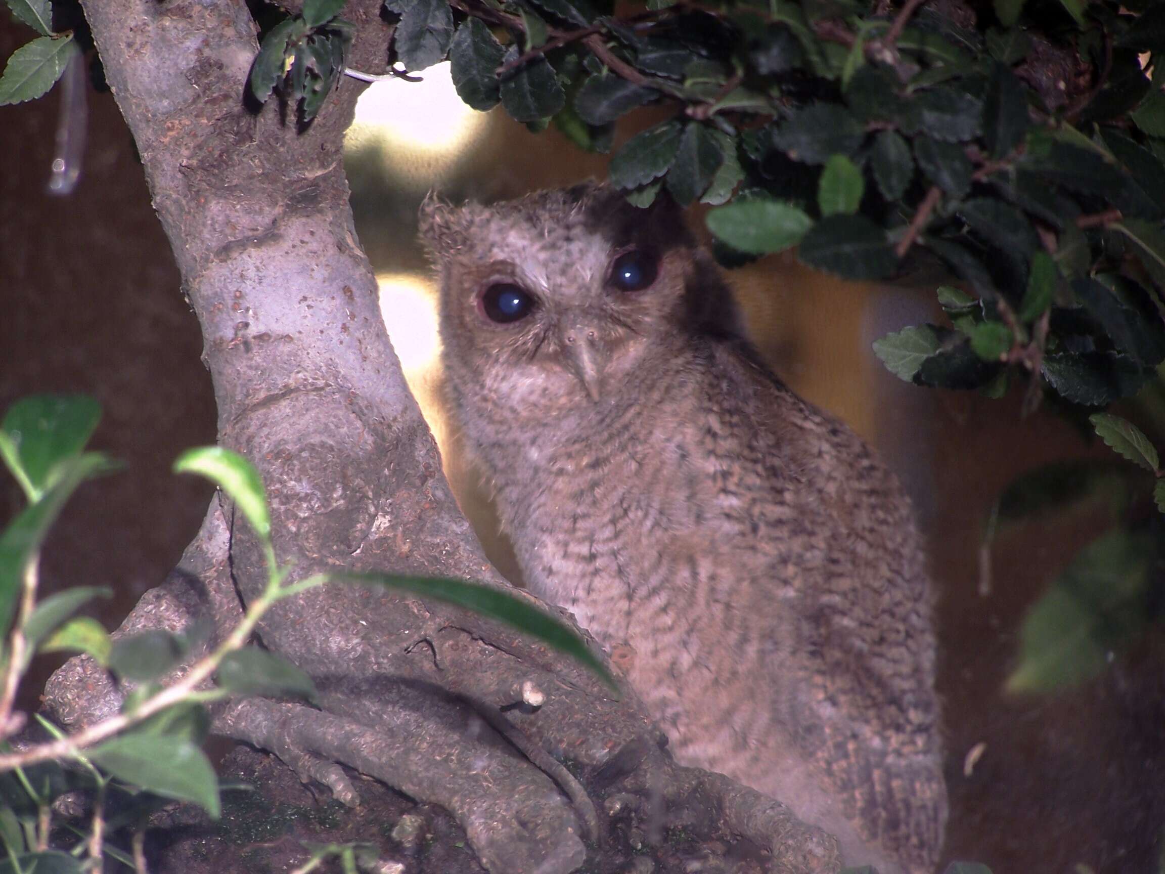 Image of Collared Scops Owl