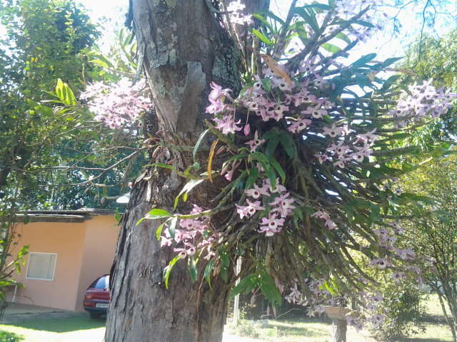 Plancia ëd Dendrobium anosmum Lindl.