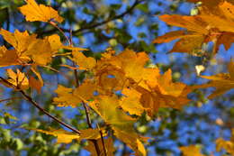 Image of Norway Maple