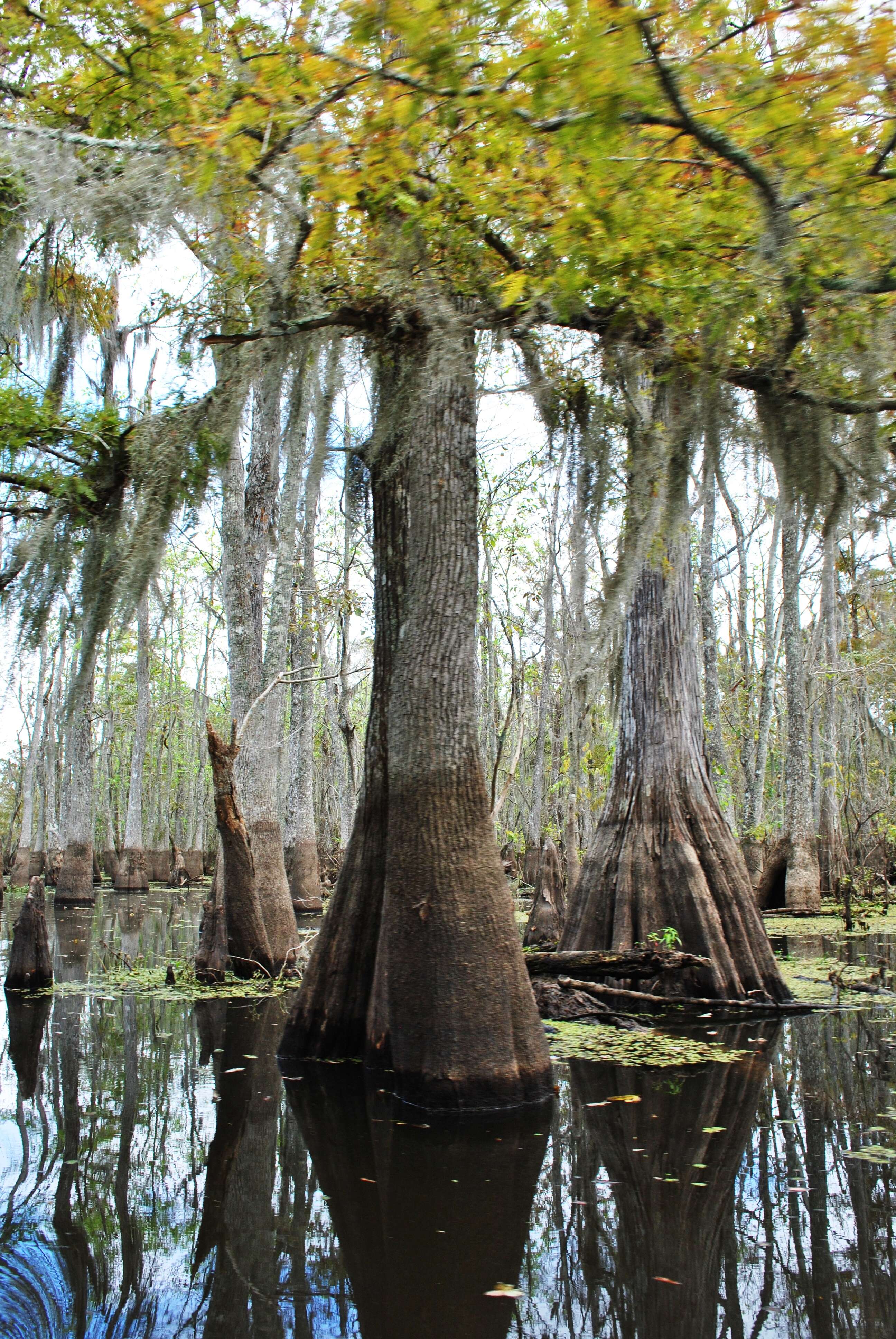 Image of tupelogum