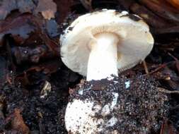 Image of gemmed Amanita