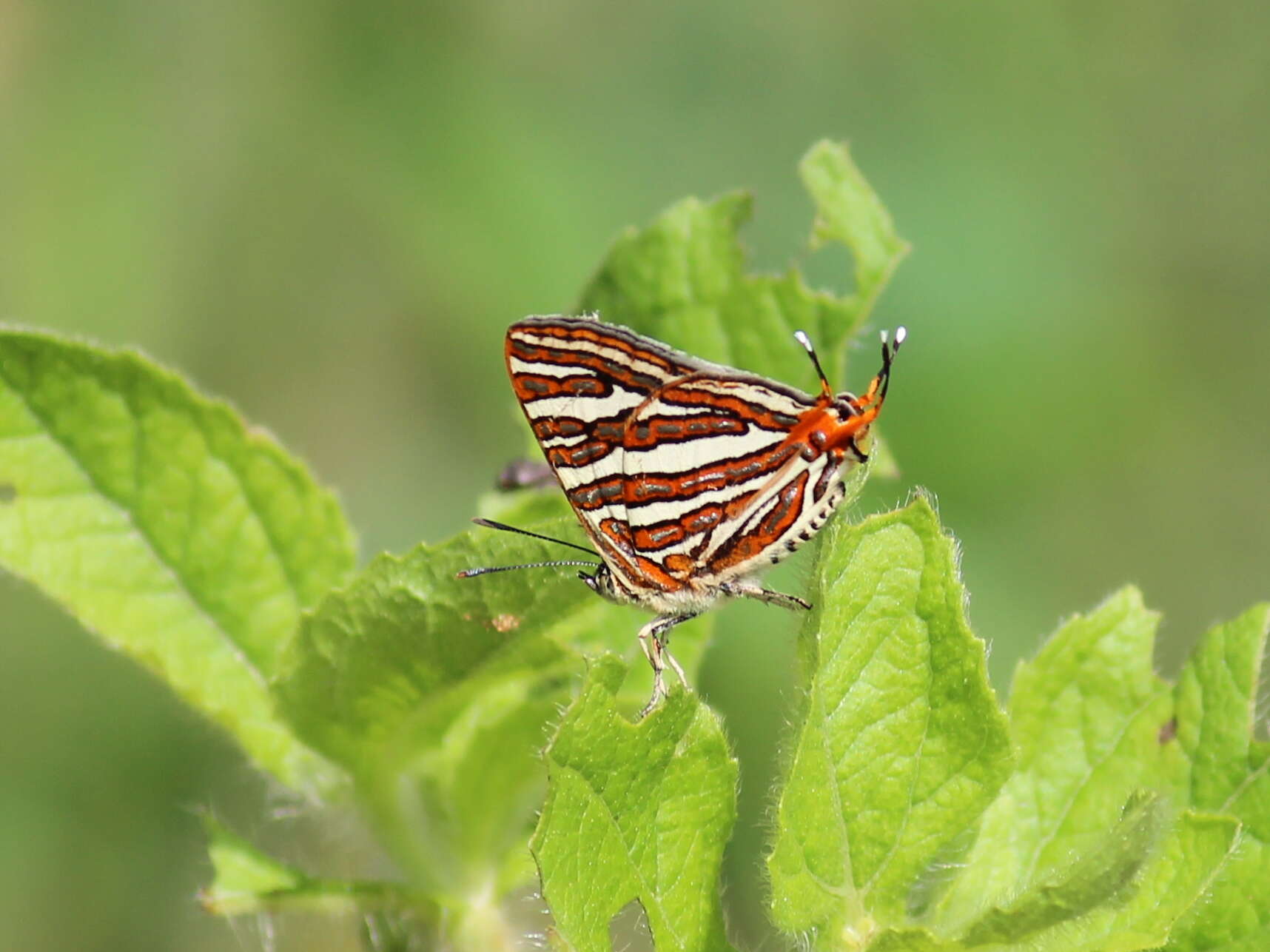 Слика од Cigaritis schistacea