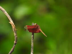 Image of Black Stream Glider