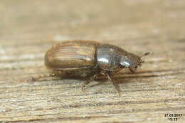 Image of Aphodius prodromus