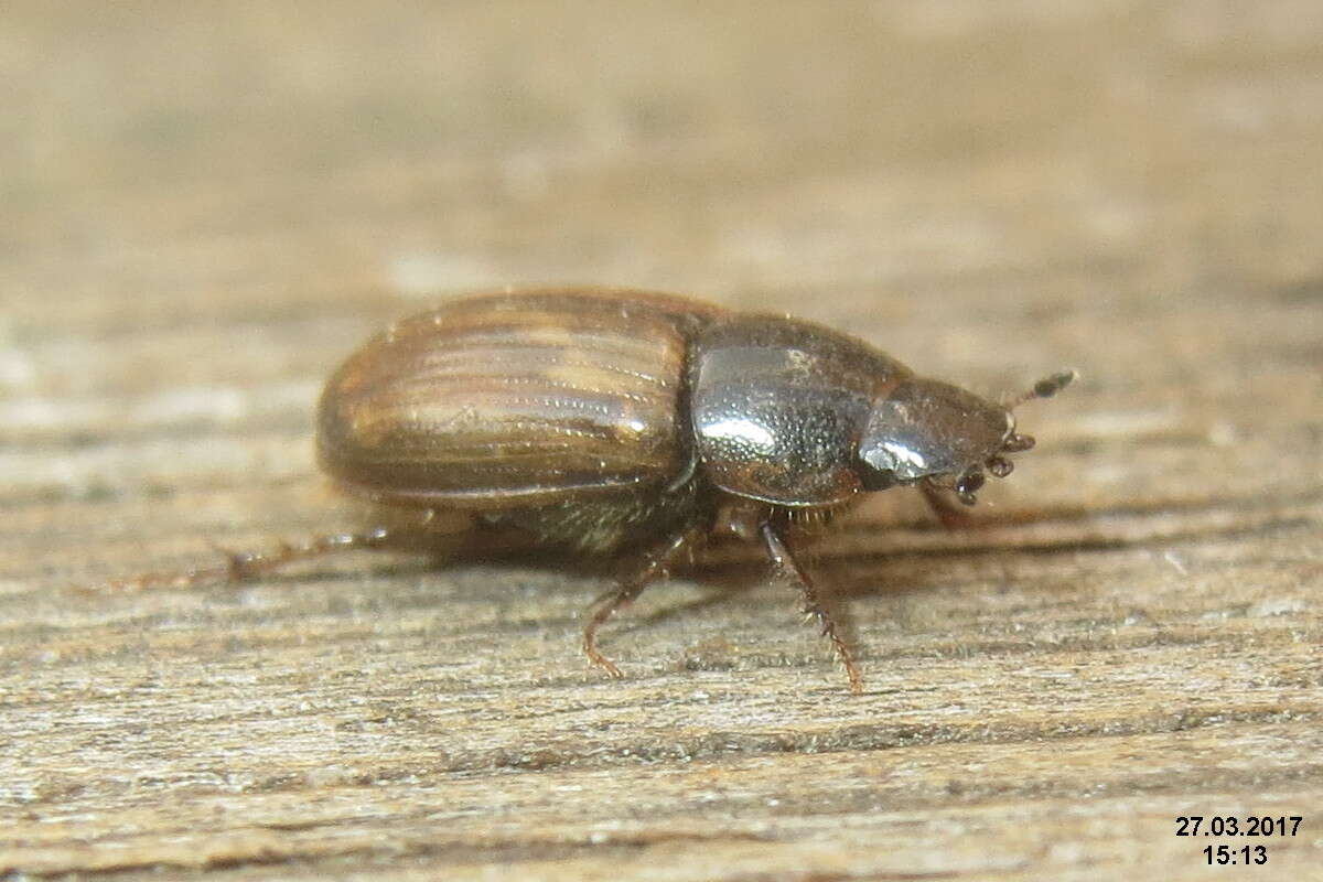 Image of Aphodius prodromus