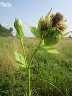 Image of Cabbage Thistle