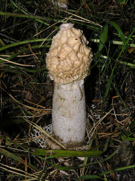 Image of Stinkhorn