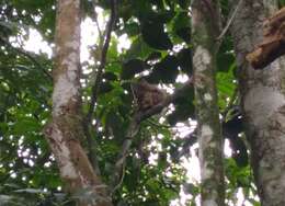 Image of Guianan Squirrel