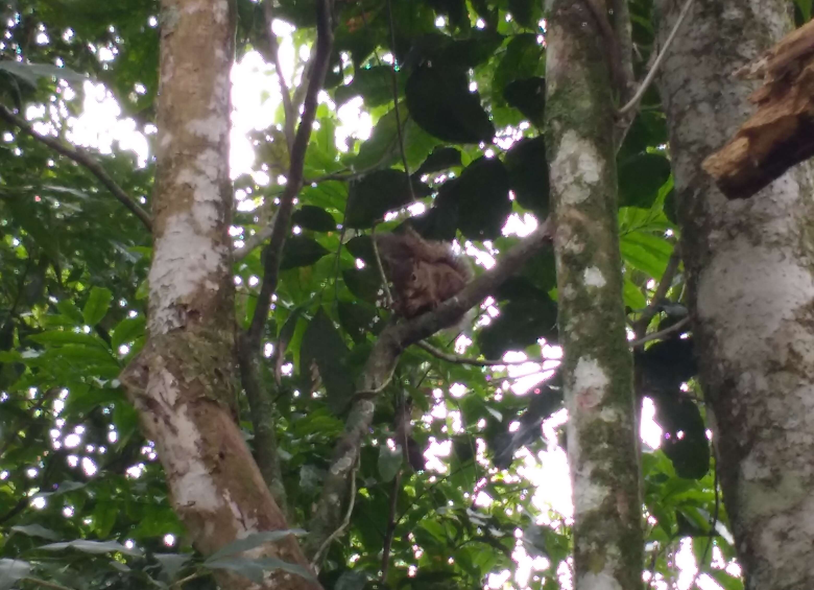 Image of Guianan Squirrel