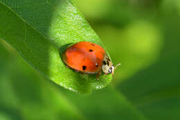 Image of Harmonia axyridis (Pallas 1773)