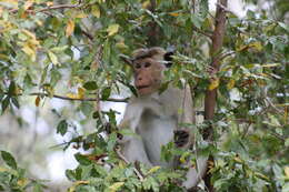 Image of Toque macaque