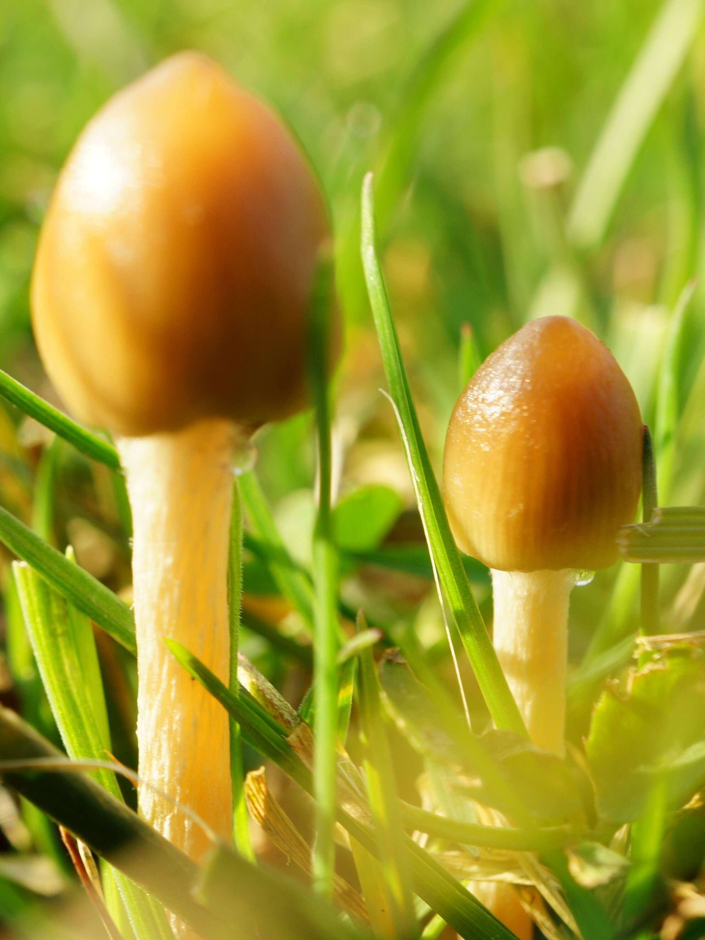 Plancia ëd Psilocybe semilanceata (Fr.) P. Kumm. 1871