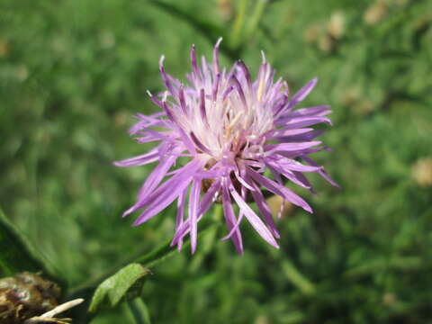 Image of brown knapweed