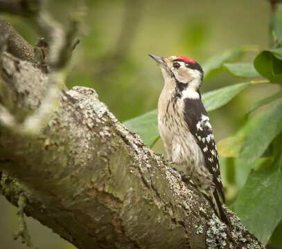 Image of Lesser Spotted Woodpecker