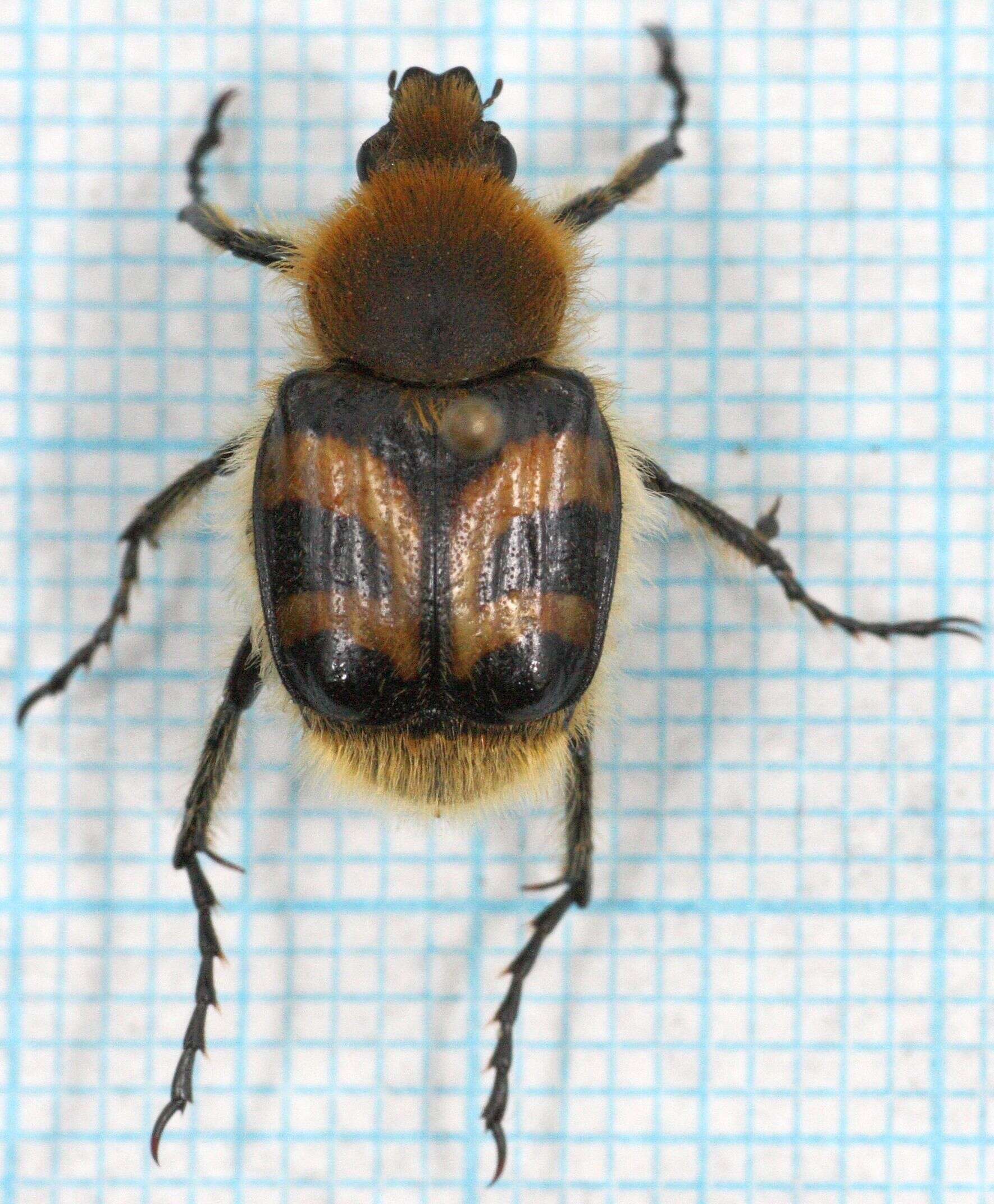 Image of Bee beetle