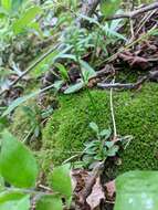 Image of Canadian summer bluet