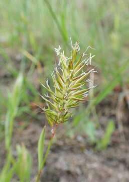 Image of annual vernal-grass