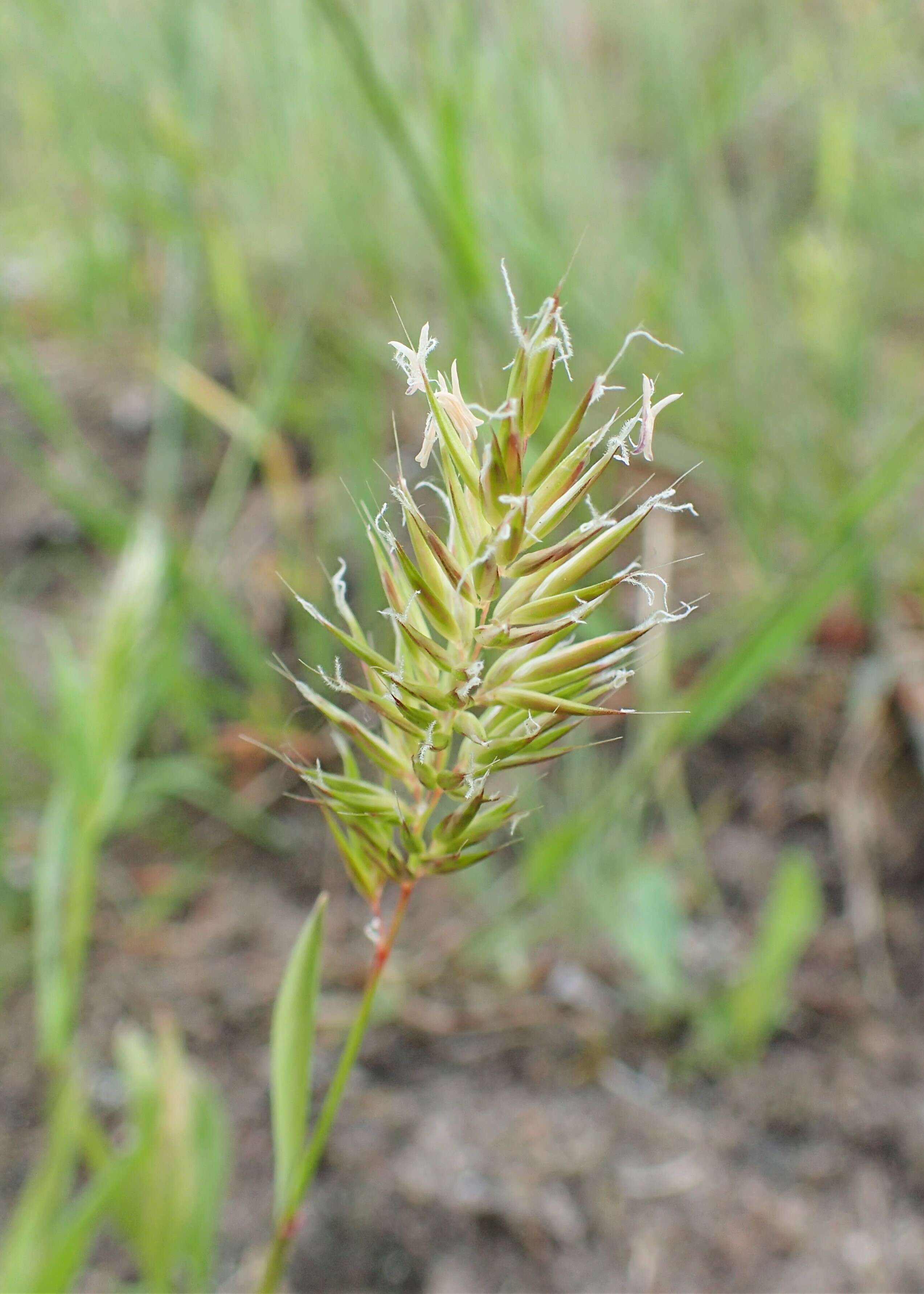 Image of annual vernal-grass