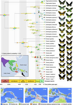 Image of Birdwings