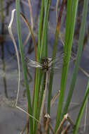 Image of Small Whiteface