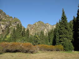 Imagem de Picea schrenkiana Fisch. & C. A. Mey.