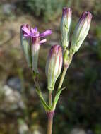 Image of Silene rubella L.