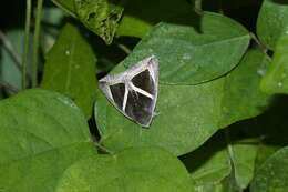 Image of Chalciope mygdon Cramer 1777