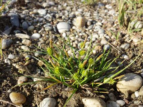 Image of Carex viridula